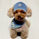 아모르디 이미지