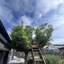 막다른 둥지 이미지