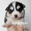 프리미엄 켄넬 이미지