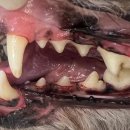 포곡동물병원 이미지