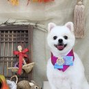 해피 애견 놀이방 이미지