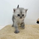 몽냥몽냥 강아지분양 고양이분양 김포점 이미지