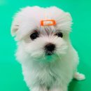 응답하라 몽몽이 이미지