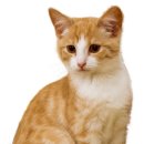 동일동물병원 이미지