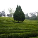 대한다원 이미지