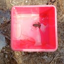 6.15-나들이(열린어린이집 및 지역사회연계:신지후 어머님) 올챙이 및 개구리 탐색하기 이미지