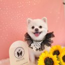 네임드 살롱 이미지