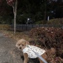 루비애견 | 강아지 패딩조끼 허리긴 푸들이 입어도 딱 맞고 가벼운 루비바 패딩조끼