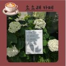 구암동176 | 대구 칠곡 브런치카페 수국만발 소소래 망고빙수와 드립커피