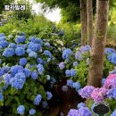 애견샵 어린왕자 | 충남 태안, 팜카밀레 허브 농원 방문기🌿