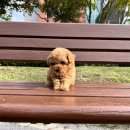 미스터앤 미세스멍 원주점 이미지