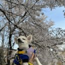 올레길에국수잔치 | 대구 금호강수변공원 벚꽃놀이 애견동반 추천 장소! 올레길에국수잔치 애견동반식당