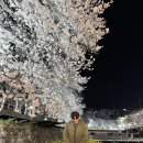 삼호로 31 앞 교통섬 | 울산 벚꽃 명소 2026년 무거천 궁거랑 벚꽃축제 야경 일정 주차 행사 정보 총정리