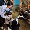 꿈을주는 어린이집 | 🐄🐂아장아장 작은 목동들의 특별한 하루! 👨‍👩‍👧‍👦 인천서구마전동동아어린이집 가족 목장체험 후기