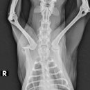 워너비 동물병원 이미지