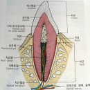 감각기관의 구조와 기능 및 치아의 구조 이미지