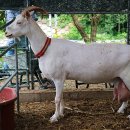 고성리산양목장 이미지