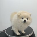 츄츄살롱 이미지