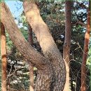 월대산 이미지