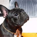 레오메디 이미지