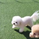 신도시켄넬 이미지