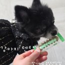 츄잉츄잉 | 강아지치석 덴탈껌 엔자이츄 츄잉 강아지 간식 후기