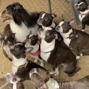 모여라 댕댕 이미지