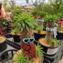 미소농장 | 전주 효자동 에테르 식물농장 방문후기 식물카페