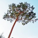 나무향기 이미지