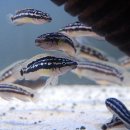 디스커스코리아 이미지