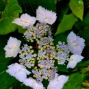 플라워 쇼룸 이미지