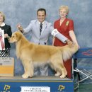 BOSS켄넬 이미지