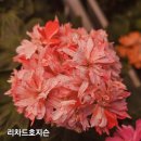 모이스텔라