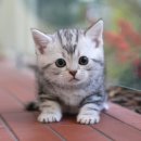 도그플러스 동물병원 이미지