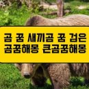 새끼 곰한테 물리는꿈, 곰에게 공격당하는, 백꼼 꿈해몽 이미지