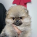 청주강아지분양 애견입양 애견미용 바른펫 이미지