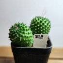피코