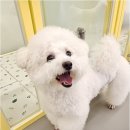 리치펫하우스 이미지