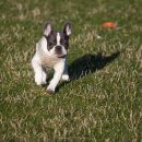 서수원동물병원 | 서수원동물병원 , 슬개골탈구수술 예정이신가요??