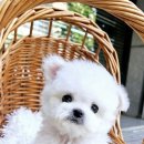 플레이독