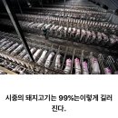 육식을 개그로 소비하는 현상에 대하여.....TXT 이미지