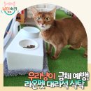 도기와냥이 | 라온펫 강아지 고양이 대리석 식탁 식기 세트! 우리 냥이 맞춤형 식탁