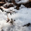 눈속에피는꽃 이미지