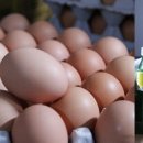 정은분식