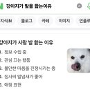 강아지가 발을 핥는 이유 이미지