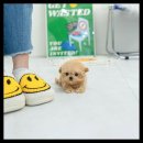 유앤미펫 강아지분양 고양이분양 위례점 이미지