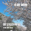 수원 벚꽃 명소 벚꽃터널 황구지천 벚꽃 실시간 풍경 수원여행코스