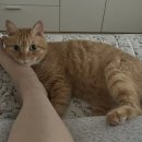 슈롱하우스