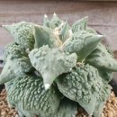 Ariocarpus retusus cv. Cauliflower 이미지