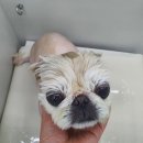 큐티하개_함 이미지